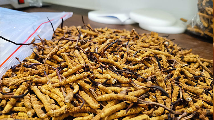 冬蟲夏草：泡水喝還是煮一下？兩種食用方式的全面對比