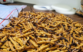 冬蟲夏草：泡水喝還是煮一下？兩種食用方式的全面對比