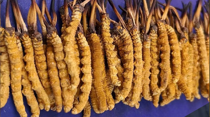 慧眼識(shí)真：西藏冬蟲(chóng)夏草的辨別方法