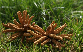 冬蟲夏草水煮燉多久才合適？精準把控時長的科學指南
