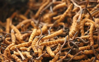 冬蟲夏草一條多少錢？單條價格的計算邏輯與實際范圍