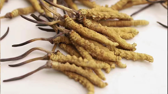 長時間吃冬蟲夏草會導致掉頭發(fā)嗎？