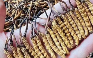 冬蟲(chóng)夏草適宜哪些人群？