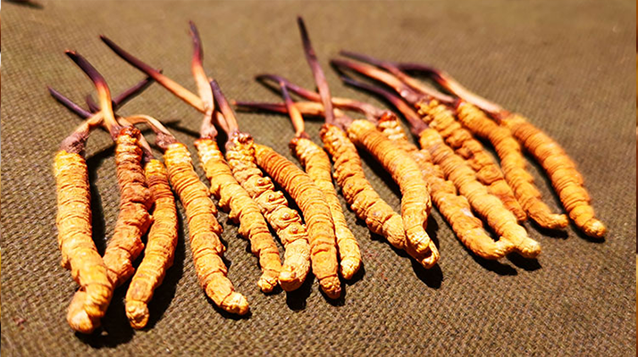 抖音上的冬蟲夏草能買嗎？謹(jǐn)慎抉擇，理性消費(fèi)