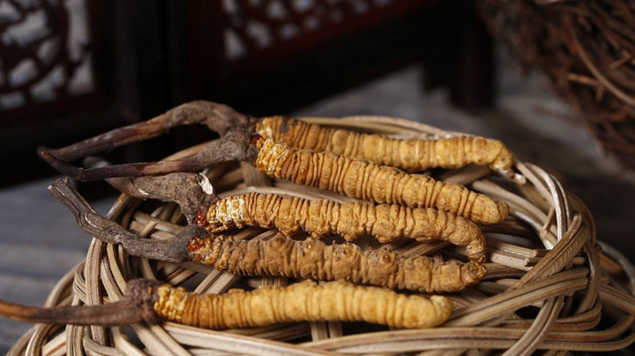 冬蟲夏草煲湯怎么煲好喝？營養(yǎng)與口感雙優(yōu)的實用指南