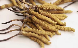 長期吃冬蟲夏草會怎么樣？從益處到注意事項(xiàng)詳解