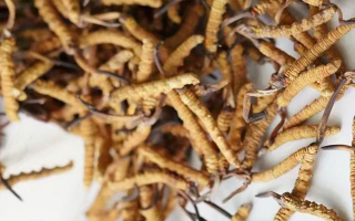 冬蟲夏草一斤多少元一根？多因素交織下的價(jià)格探秘