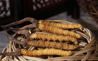 冬蟲夏草煲湯怎么煲好喝？營養(yǎng)與口感雙優(yōu)的實用指南