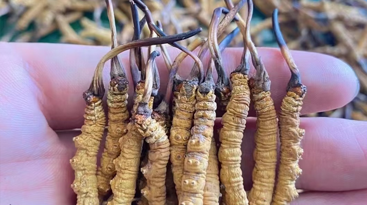 冬蟲夏草怎么辨別真假？6 個實用鑒別方法