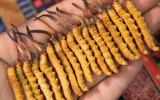 早期冬蟲夏草怎么吃最好？解鎖營養(yǎng)最大化的食用方式