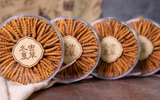 新鮮冬蟲夏草如何做酒？解鎖鮮蟲草泡酒的科學(xué)方法