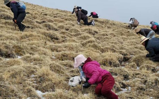 冬蟲夏草采挖看月份！4-7月各產區(qū)差異大，5-6月是“黃金窗口”