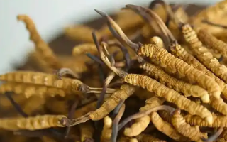 冬蟲夏草采摘季指南：找準(zhǔn)黃金時段，鎖住蟲草精華