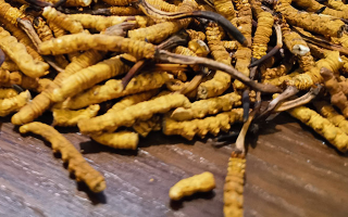 鮮冬蟲夏草并非 “制作” 而成！揭秘其天然形成與核心特性