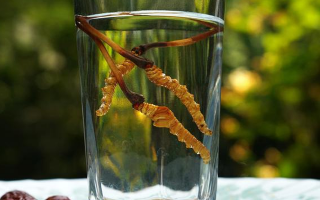 鎖陽冬蟲夏草泡酒：配伍原理、制作方法與飲用規(guī)范