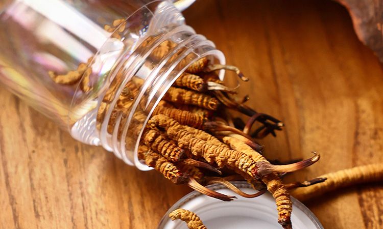 <a href=http://www.baduowang.com/jiage/ target=_blank class=infotextkey>冬蟲夏草多少錢</a>一條 