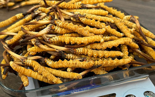 新鮮冬蟲夏草一次吃幾根？科學(xué)用量指南來了?