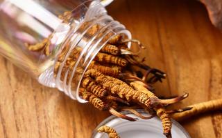 冬蟲夏草多少錢一條？2025 年單條價(jià)格換算與選購攻略