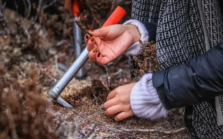 山上認(rèn)冬蟲夏草：從環(huán)境到細(xì)節(jié)，4 步避開 “偽蟲草”