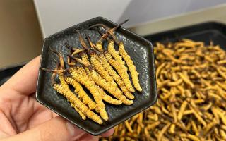 冬蟲夏草可以煲骨頭嗎？當然可以！這樣做營養(yǎng)翻倍