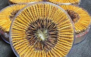 冬蟲夏草一斤價格多少？2025 年行情揭秘，差價竟達數(shù)十倍