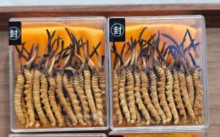 冬蟲夏草現(xiàn)在多少錢一克？2025 年克價揭秘，差價達 5 倍