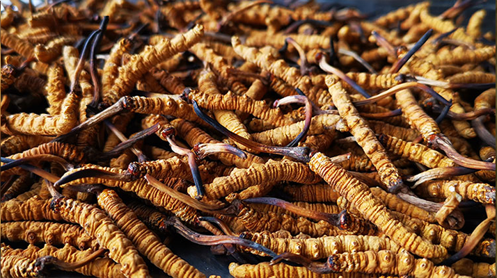 冬蟲夏草多長(zhǎng)時(shí)間形成一根 