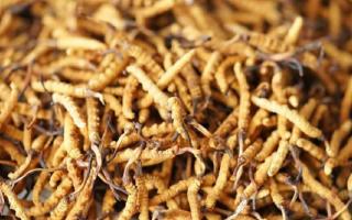 四級冬蟲夏草一克多少根？根數(shù)背后的等級與價值邏輯
