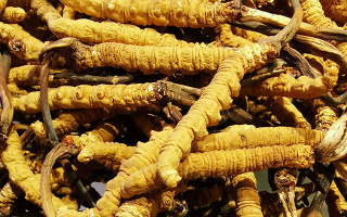 石斛與冬蟲夏草哪個(gè)好？從功效到適用場(chǎng)景的全面對(duì)比