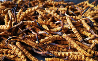 冬蟲夏草多長(zhǎng)時(shí)間形成一根？自然孕育與人工培育的周期密碼