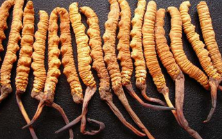 冬蟲夏草采摘季全解析：時間、產(chǎn)區(qū)差異與品質(zhì)關(guān)聯(lián)