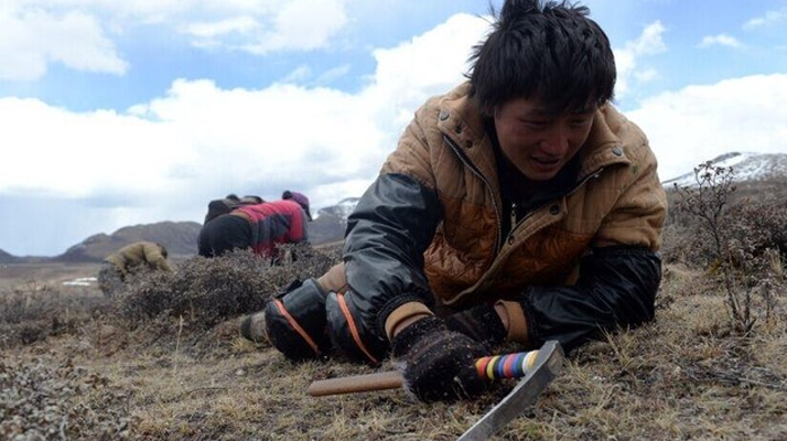 那曲<a href=http://www.baduowang.com/sdph/wacr/ target=_blank class=infotextkey>挖草人</a>阿旺的蟲草采摘時間表 