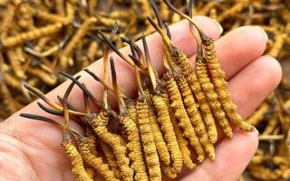 冬蟲夏草專家詳解：不同形態(tài)蟲草的保存方法與時限，避免營養(yǎng)白白流失