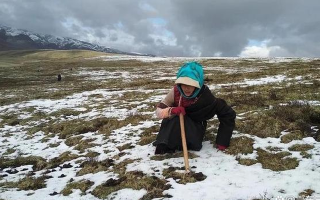 冬蟲夏草專家解讀：哪里的冬蟲夏草品質(zhì)最優(yōu)？