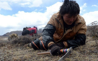 那曲挖草人阿旺的蟲草采摘時(shí)間表：跟著草原節(jié)氣走，不錯(cuò)過每根好蟲草
