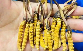 鮮冬蟲夏草可以泡開水嗎？科學(xué)沖泡方法與營養(yǎng)保留指南