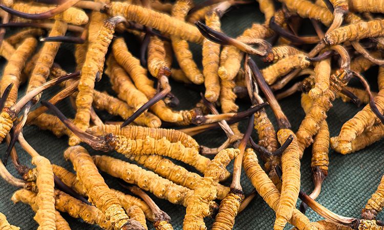 燉了二十年蟲(chóng)草湯，這口感我太熟了，跟你細(xì)細(xì)說(shuō)