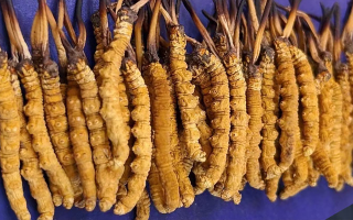 挖了三十年蟲草，這些采摘的苦，沒經(jīng)歷過的人真不懂