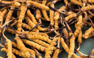 燉了二十年蟲草湯，這口感我太熟了，跟你細(xì)細(xì)說