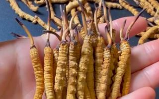 深耕蟲草 15 年：2025 年行情揭秘，高價(jià)背后藏著這些門道