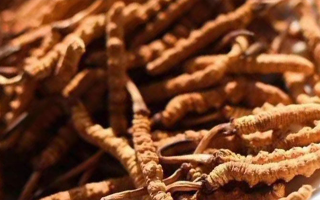 冬蟲夏草采后保存指南：鎖住營養(yǎng)，延長鮮度?