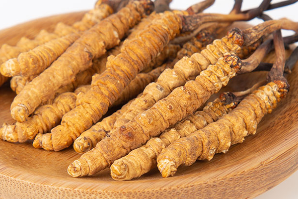  人工培育的冬蟲夏草有哪些功效和作用？