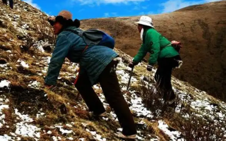  人工培育的冬蟲夏草和野生冬蟲夏草有什么區(qū)別？