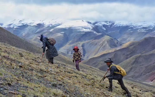 冬蟲夏草的采挖與收購需要資質(zhì) 實行嚴格許可與備案制