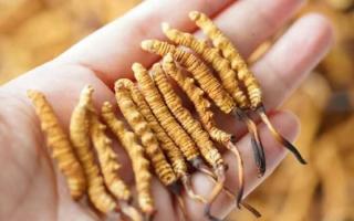 東強(qiáng)堂科普：3克冬蟲夏草是幾根？那曲源頭品牌教你精準(zhǔn)換算