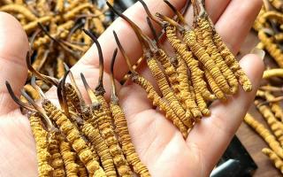 東強(qiáng)堂科普：雪山冬蟲夏草無(wú)“葉”！那曲珍品的草頭形態(tài)藏著品質(zhì)密碼