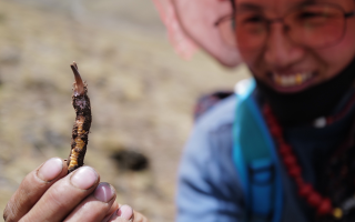  冬蟲夏草的產地溯源方法有哪些？