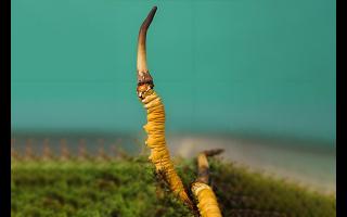  雪山冬蟲(chóng)夏草的生長(zhǎng)周期是多久？-西藏那曲蟲(chóng)草網(wǎng)