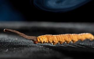 關(guān)于冬蟲(chóng)夏草市場(chǎng)的最新研究報(bào)告有哪些？-西藏那曲蟲(chóng)草網(wǎng)