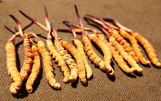 權(quán)威解讀：冬蟲夏草燉雞湯，藏域滋養(yǎng)與家常美味的雙向奔赴